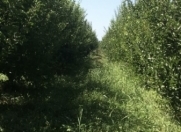 Satılır 31500 sot torpaq Xaçmaz