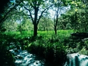 Satılır 9 sot torpaq Quba