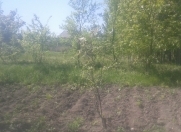 Satılır 23 sot torpaq İsmayıllı