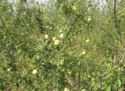 Satılır 1 sot torpaq Xaçmaz