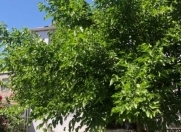 Satılır 6 otaqlı 128 m2 həyət evi Xırdalan