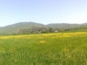 Satılır 288 sot torpaq Şamaxı