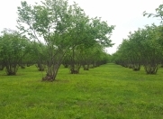 Satılır 600 sot torpaq Qax