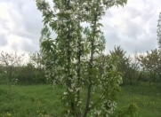 Satılır 20 sot torpaq Quba