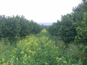 Satılır 700 sot torpaq Qax