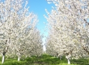 Satılır 23 sot torpaq Xaçmaz