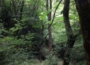 Satılır 4100 sot torpaq Şamaxı