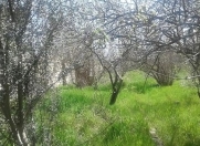 Satılır 12 sot torpaq Maştağa