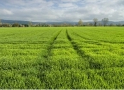 Satılır 100 sot torpaq Kürdəmir