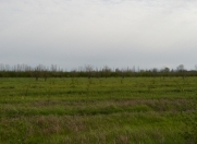 Satılır 1000 sot torpaq Xaçmaz