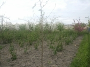 Satılır 8 sot torpaq Quba