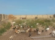 Satılır 6 sot torpaq Sumqayıt