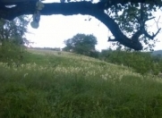 Satılır 12 sot torpaq Quba