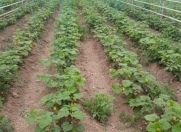 Satılır 2 otaqlı 1000 m2 obyekt Naxçıvan