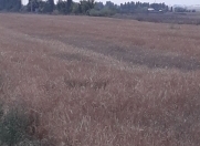 Satılır 6000 sot torpaq Gəncə