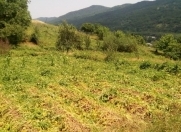 Satılır 50 sot torpaq Quba