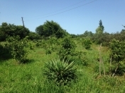 Satılır 60 sot torpaq Lənkəran