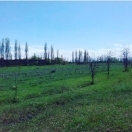 Satılır 100 sot torpaq Quba