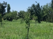 Satılır 20 sot torpaq Balakən