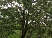 Satılır 20 sot torpaq Quba