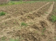 Satılır 8 sot torpaq Maştağa