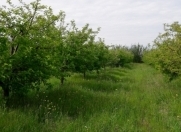 Satılır 453 sot torpaq Qusar