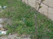 Satılır 2.5 sot torpaq Sumqayıt