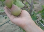 Satılır 2 otaqlı 70 m2 bağ evi Buzovna