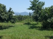 Satılır 20 sot torpaq Balakən