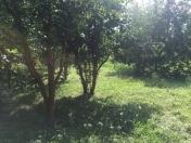 Satılır 18 sot torpaq Xaçmaz