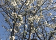 Satılır 12 sot torpaq Masazır