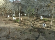 Satılır 6 sot torpaq Naxçıvan