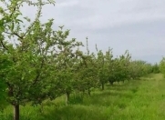 Satılır 453 sot torpaq Qusar