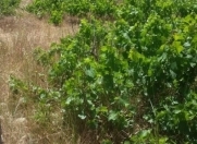 Satılır 10 sot torpaq Buzovna