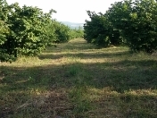 Satılır 600 sot torpaq İsmayıllı