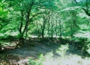 İcarəyə verilir 1 otaqlı 30 m2 köhnə tikili Zərifə Əliyeva adına park