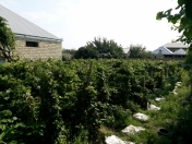 Satılır 6 sot torpaq Gəncə