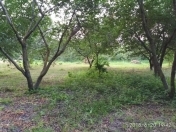 Satılır 40 sot torpaq Qusar