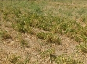 Satılır 8 sot torpaq Şabran