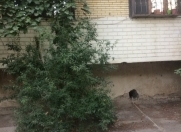 Satılır 3 otaqlı 80 m2 köhnə tikili Əhmədli