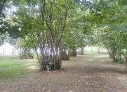 Satılır 11 sot torpaq Oğuz