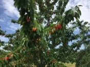 Satılır 20 sot torpaq Quba