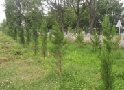 Satılır 230 sot torpaq İsmayıllı