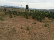 Satılır 30 sot torpaq Şamaxı