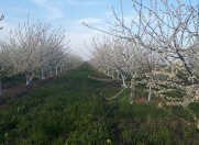 Satılır 800 sot torpaq Qusar