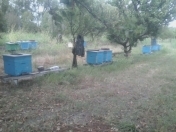 Satılır 450 sot torpaq Şabran