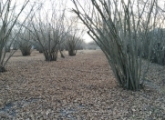 Satılır 28 sot torpaq Oğuz