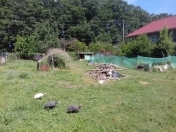 Satılır 9 sot torpaq Lənkəran