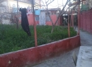 Satılır 7 sot torpaq Əhmədli