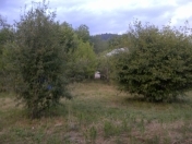 Satılır 23 sot torpaq Qəbələ